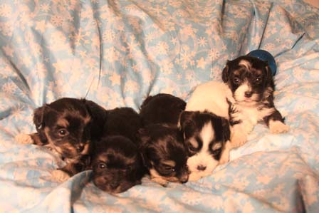 havanese-puppies